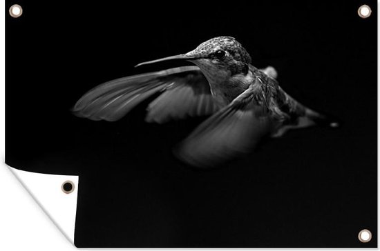 Muurdecoratie portret van een kolibrie op een zwarte achtergrond - zwart wit - 180x120 cm - Tuinposter - Tuindoek - Buitenposter