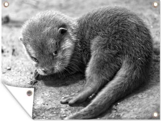 Muurdecoratie buiten Een baby otter kijkt schuchter richting de camera - zwart wit - 160x120 cm - Tuindoek - Buitenposter