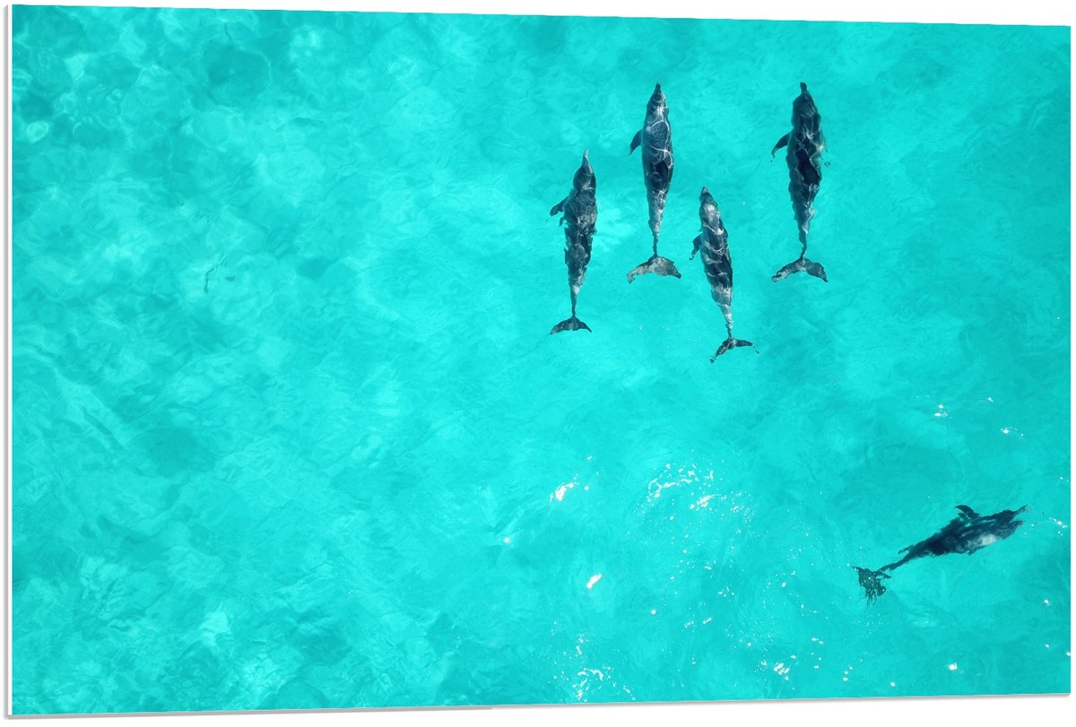 Forex - Orka's in Tropische Zee - 90x60cm Foto op Forex