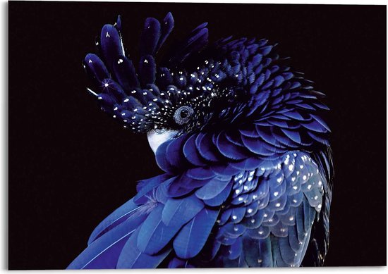 Plexiglasschilderij Blauwe Papegaai 100x140 cm