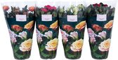 Bloemen van Botanicly – 4 × Rosa Palace – Hoogte: 45 cm