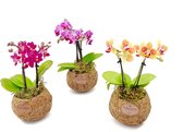 Orchidee van Botanicly – Vlinder orchidee in kokosvezel hangpot als set – Hoogte: 25 cm, 2 takken – Phalaenopsis