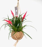Bloem van Botanicly – Vriesea Astrid in kokosvezel hangpot als set – Hoogte: 30 cm