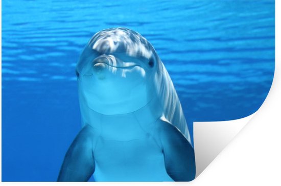 Stickers Stickers muraux - Dauphin - Water - Blauw - 60x40 cm - Feuille adhésive