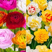 75x Ranonkels en Narcissen Mix - 75 bollen