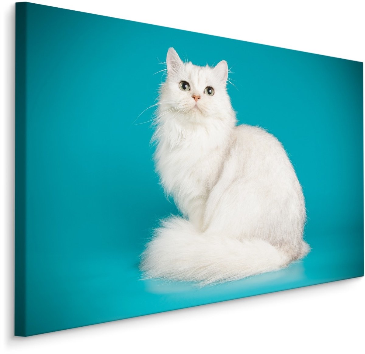 karo-art Schilderij - Witte Kat met Blauwe achtergrond, Premium print Multikleur