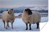 Poster Deux moutons dans la neige 60x40 cm - Tirage photo sur Poster (décoration murale salon / chambre) / Poster Animaux