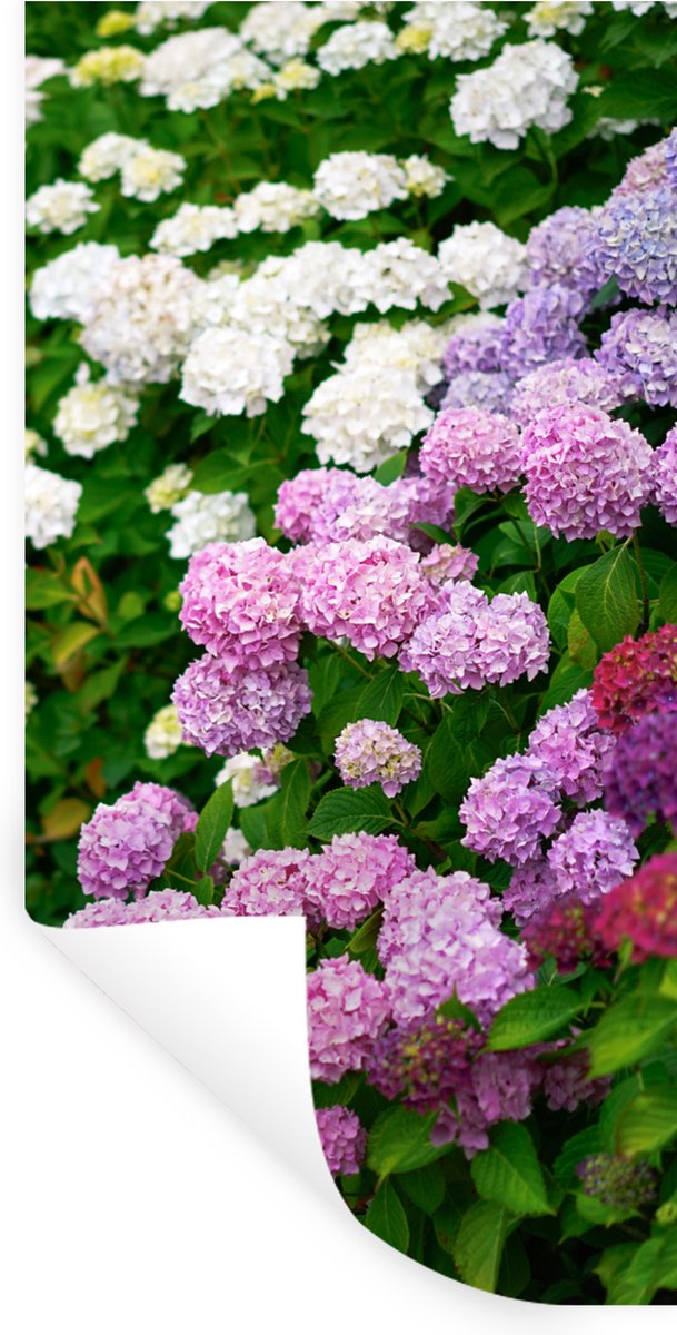 Muurstickers - Sticker Folie - Levendige hortensia bloemen - 80x160 cm - Plakfolie - Muurs