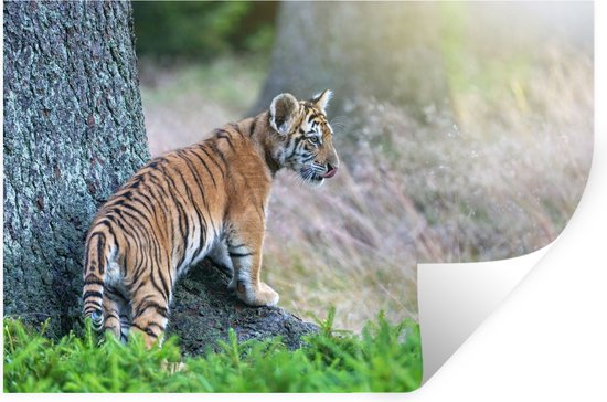 Stickers muraux - Film autocollant - Tigre dans la forêt - 90x60 cm - Film adhésif - Stickers muraux Chambre d'enfant - Papier peint autocollant