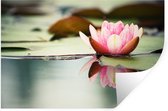 Stickers Stickers muraux - Nénuphar - Fleurs - Water - 60x40 cm - Feuille adhésive