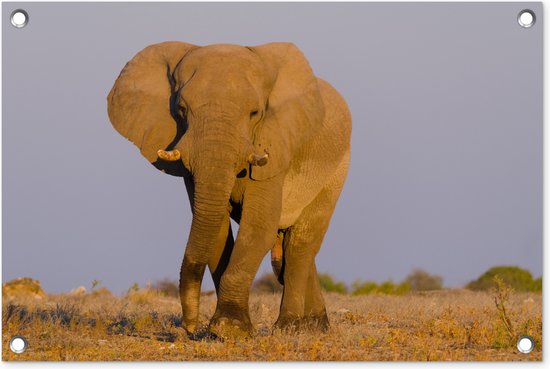 Tuindecoratie Afrikaanse olifant in het zand - 60x40 cm - Tuinposter - Tuindoek - Buitenposter