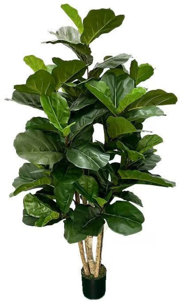 PrettyPlants Ficus Kunstplant 180cm | Grote kunstplant voor binnen | Kunst Ficus 180cm | Nep Ficus | Kunstboom 180cm groen