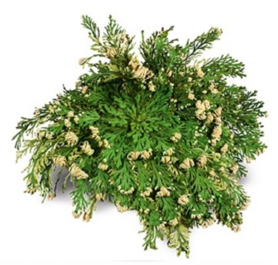 Valse roos van Jericho - Bizarste woestijnplant ooit! 10 Roos van Jericho kopen