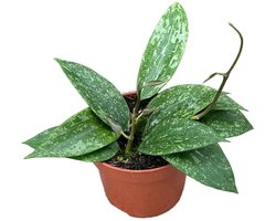Hoya Rangsang Kamerplant Potmaat Ø10,5 cm |Vers Van De Kweker
