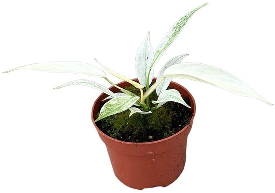 Philodendron Florida Ghost Kamerplant Potmaat Ø10,5 cm |Vers Van De Kweker