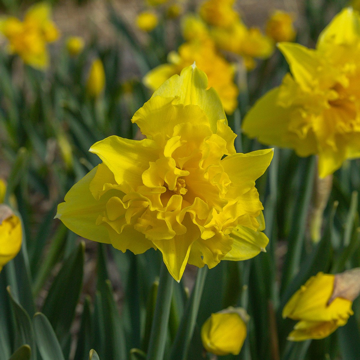 Narcis Sailorman | 10 stuks | Splitcrown | Geel | Narcissenbollen