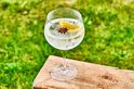 Een glas gevuld met een heldere drank, ijs, partjes sinaasappel en steranijs.