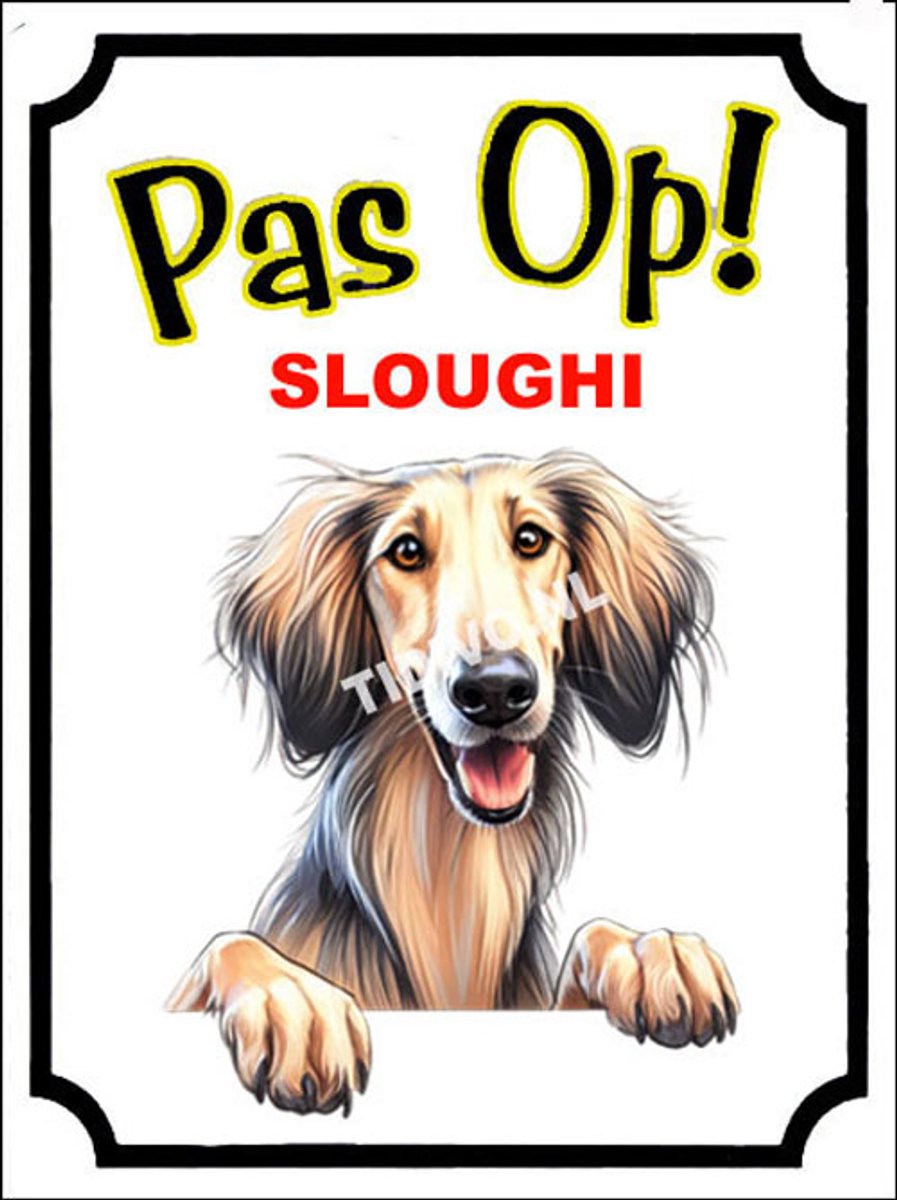Sloughi 16