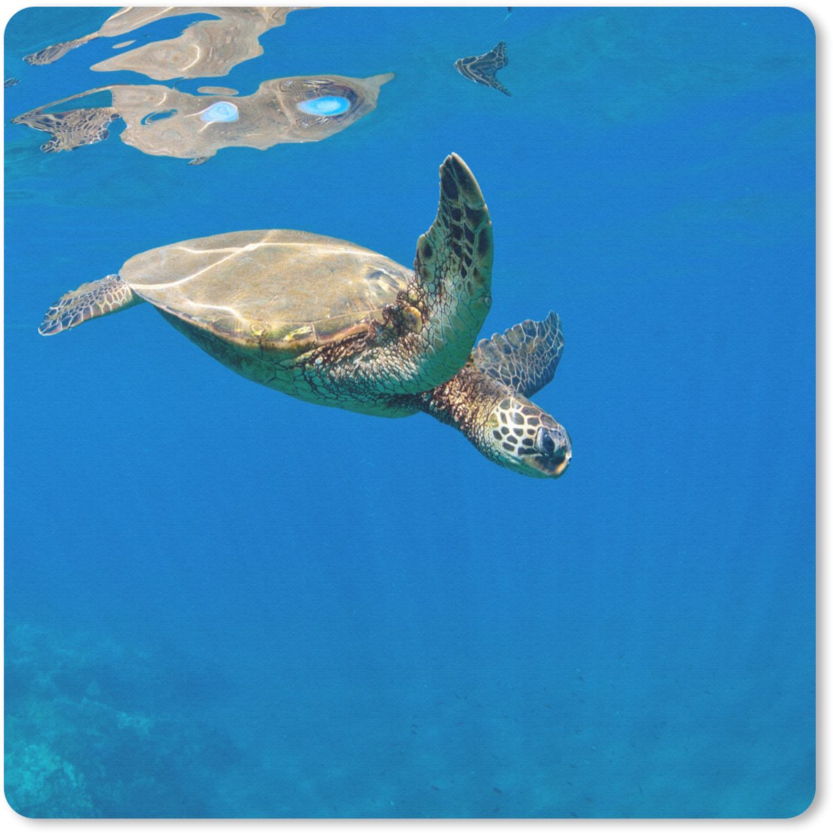 Muismat 20x20 cm - Mousepad Schildpad zwemmend in oceaan - Muismatten