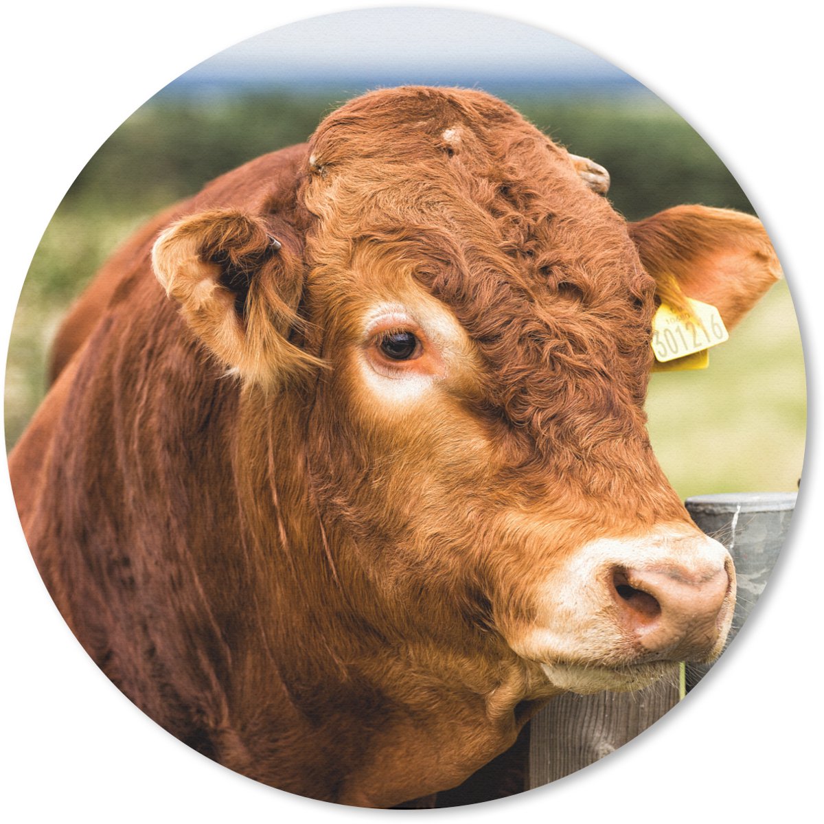 Muismat rond 30x30 cm - Mousepad Schotse Hooglander - Berg - Hek - Ronde muismatten