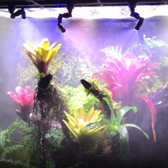 Terrariumsproeiers - 2 Koppen Terrarium Mistsproeier - Vernevelaar Sproeier - 360 ° Verstelbaar - Aquarium Bewateringskoelsysteem voor Reptielen - Amfibieën - Bosplanten - Bloemen — afbeelding 2