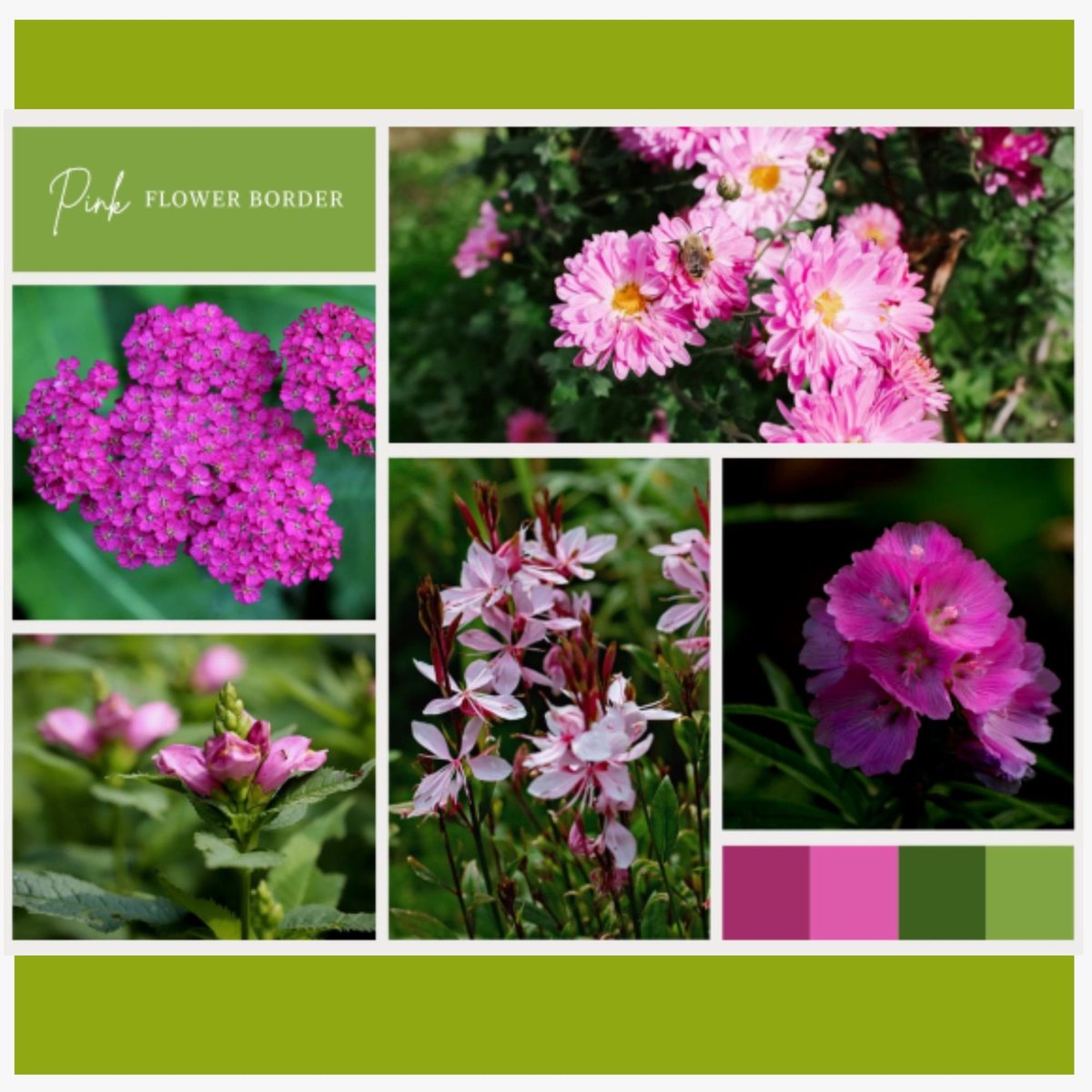 Borderpakket Roze (12 planten: 2m²) - Bijen-Vlinders - Snijbloemen - Vaste planten - bloeit in Mei / Juni / Juli / Augustus