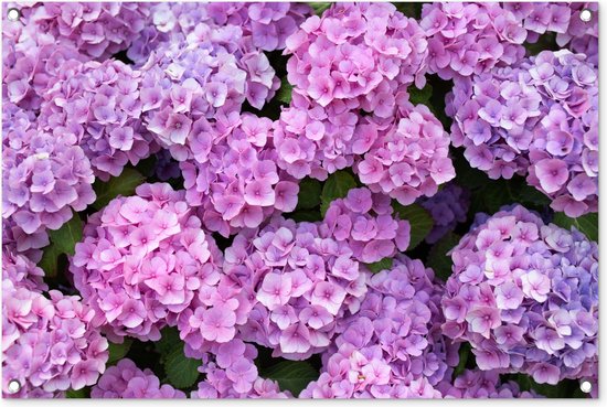 Tuinposter 90x60 cm - Tuindecoratie Bloemen - Hortensia - Struik - Roze - Bloemblaadjes - Poster voor in de tuin - Buiten decoratie - Schutting tuinschilderij - Tuindoek muurdecoratie - Wanddecoratie balkondoek