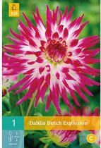 Dahlia Cactus Dutch Explosion - 1 Bol -