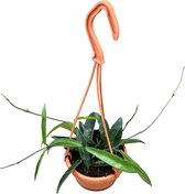 Plantenboetiek.nl | Hoya Minibelle - Ø10cm - 15cm hoog - Kamerplant - Groenblijvend