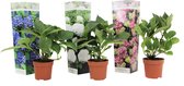 Plant in a Box - Mix van 3 Hydrangea macroph. - Hortensia mix - pot 9cm - Hoogte 25-40cm