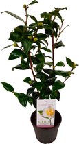 Plant in a Box - Camellia japonica " plant 's Yellow " - Rose du Japon - Camélia rustique - Pot 15cm - Hauteur 50-60cm