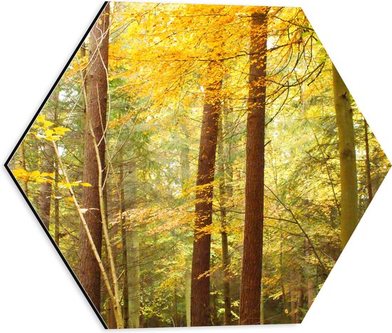 WallClassics - Dibond Hexagon - Fel Gekleurde Bomen in het Bos - 40x34.8 cm Foto op Hexagon (Met Ophangsysteem)