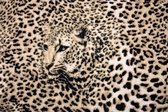 Fotobehangkoning - Behang - Fotobehang - Luipaardprint - Panterprint - Luipaard - Jaguar - Panter - Cheetah - Vliesbehang - 152,5 x 104 cm