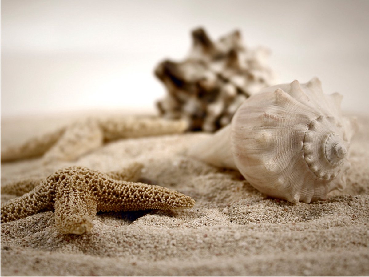 Fotobehang - Strand  en schelp.