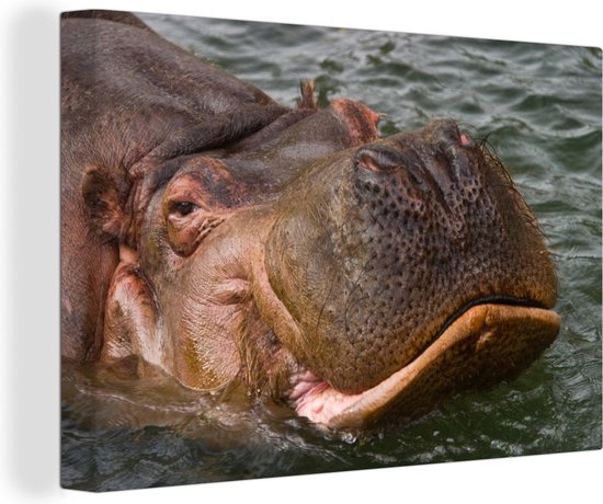 Natation Hippo Canvas 80x60 cm - Tirage photo sur toile (Décoration murale salon / chambre) / Peintures sur toile Animaux