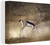Canvas Schilderij Gazelle - Stof - Safari - 80x60 cm - Wanddecoratie