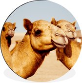 WallCircle - Wandcirkel - Muurcirkel - Kamelen op zandvlakte in Dubai - Aluminium - Dibond - ⌀ 60 cm - Binnen en Buiten