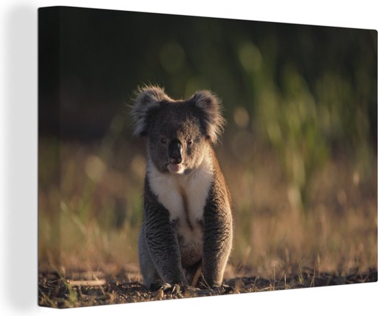 Canvas Schilderij Koala - Zon - Dier - Wanddecoratie