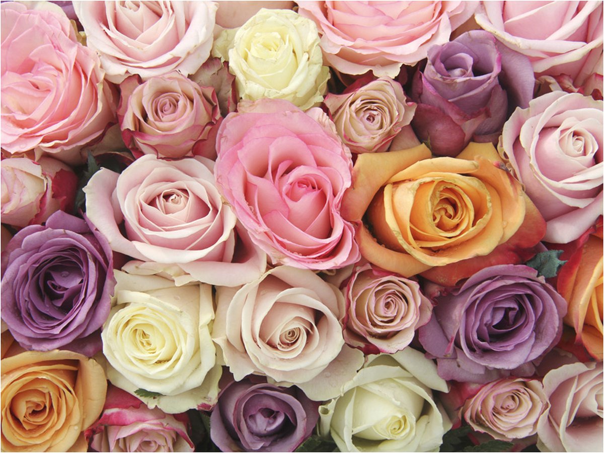 Fotobehang - Pastel roses.