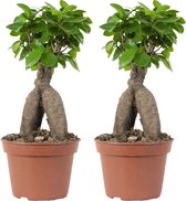 2x Ficus microcarpa 'Ginseng' – Bonsai – Kamerplant – ⌀15 cm - 25-35 cm