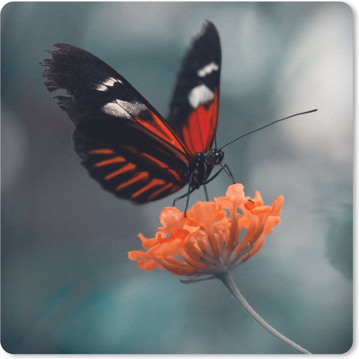 Muismat 20x20 cm - Mousepad Vlinder - Bloemen - Insect - Muismatten