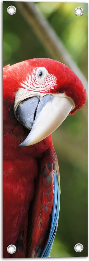 WallClassics - Tuinposter – Rode Ara Papegaai kijkt Schuin - 20x60 cm Foto op Tuinposter  (wanddecoratie voor buiten en binnen)