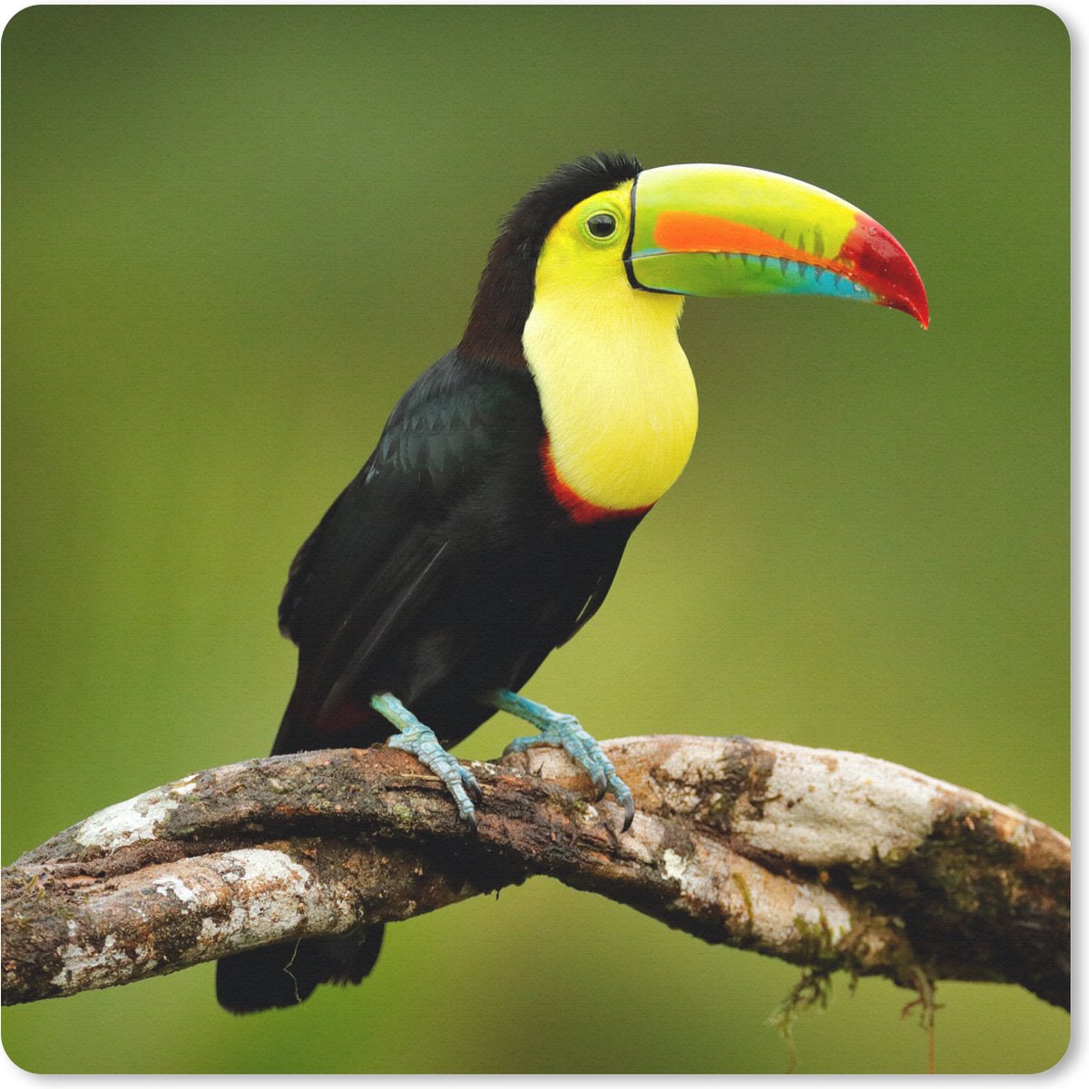 Muismat 20x20 cm - Mousepad Vogel - Toekan - Regenboog - Groen - Tak - Muismatten