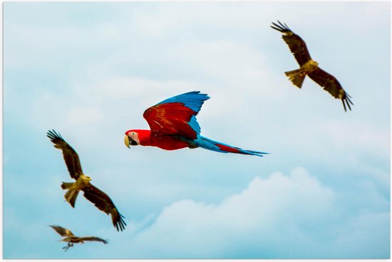 WallClassics - Poster Glanzend – Vliegende Vogels Ara Papegaaien - 60x40 cm Foto op Posterpapier met Glanzende Afwerking