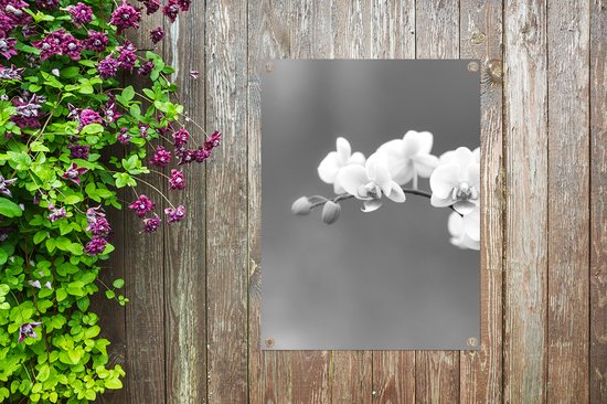 Tableau jardin Orchidée - Fleurs - Plante - Wit - Violet - 60x80 cm - Affiche jardin - Toile jardin - Affiche extérieur