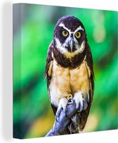 Les couleurs de la toile de hibou à lunettes 50x50 cm - Tirage photo sur toile (Décoration murale salon / chambre)