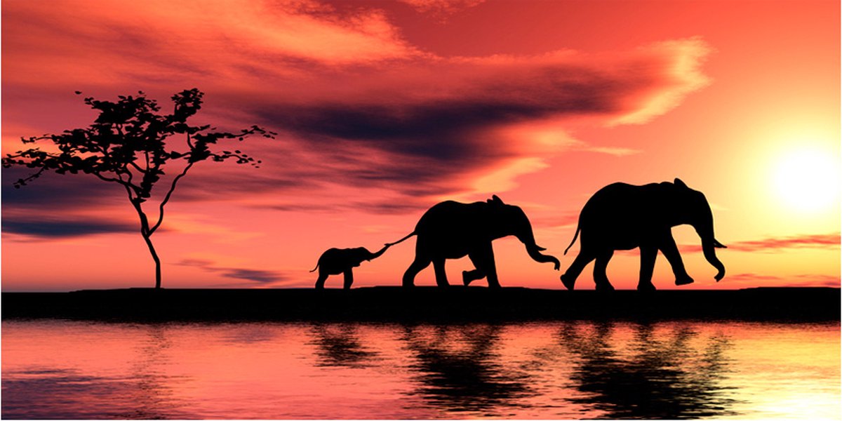 Fotobehang XXL - elephants: family.