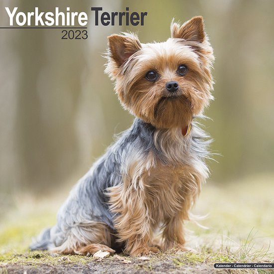 Yorkshire Terriers Kalender 2023