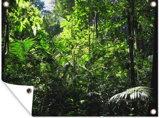 Regenwoud Brazilie fotoprint