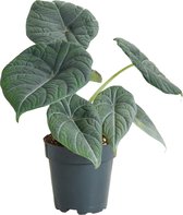 PLNTS - Alocasia Maharani - Kamerplant - Kweekpot 12 cm - Hoogte 30 cm